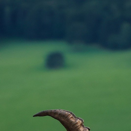 landscaper portrait outdoors